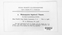 Melampsora bigelowii image